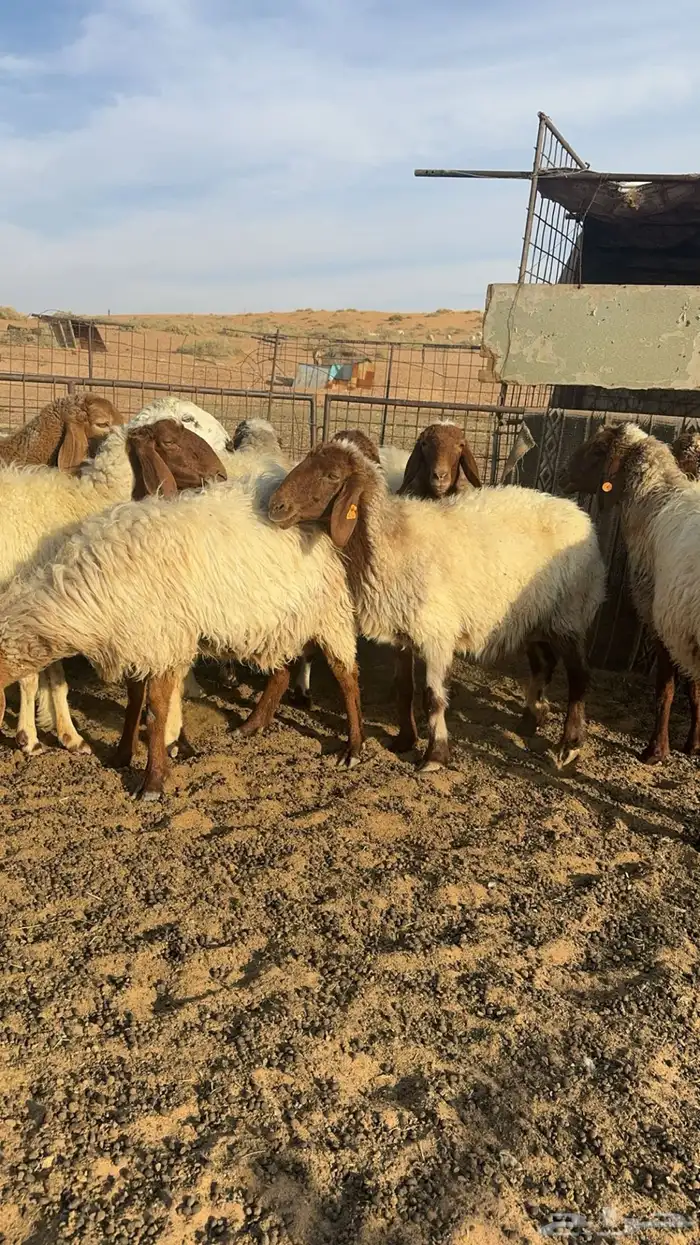 شياة نعيم مواليد منوة القناي 3