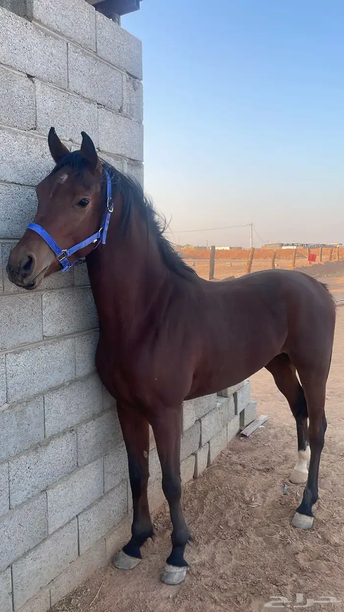 حصان شعبي للبيع 2