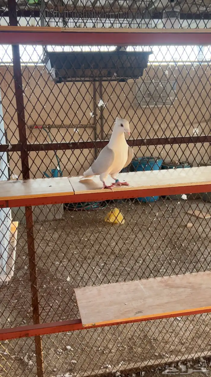 مطلوب انثى زاجل 1