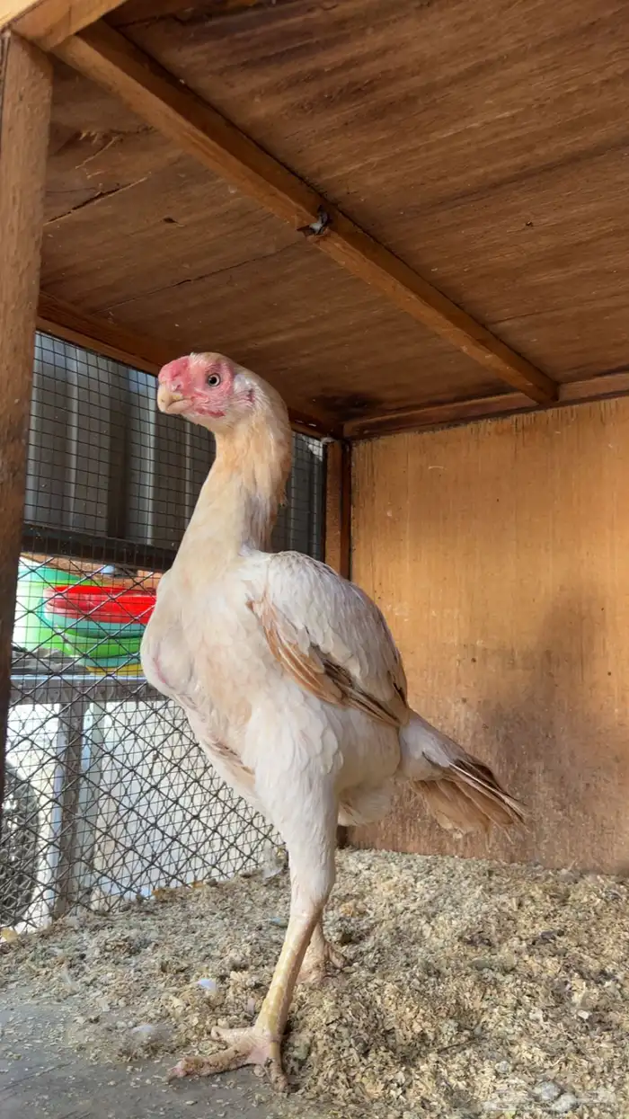 جوز اذناب الهند فاخر مستوى توب التوب ماشاء الله 5