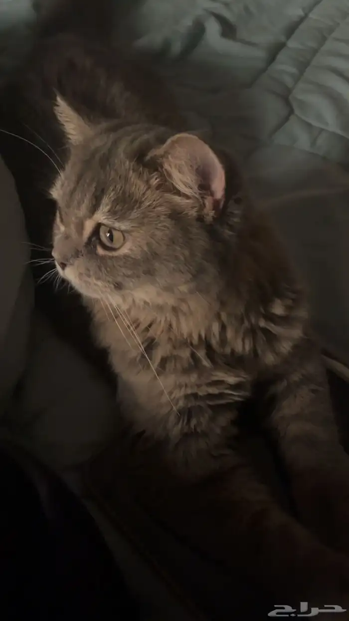 لونا للبيع 1