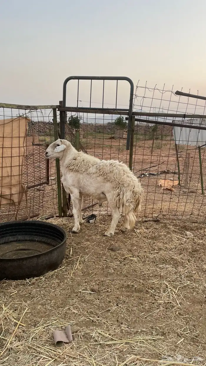 طلي فحل مشروط 2