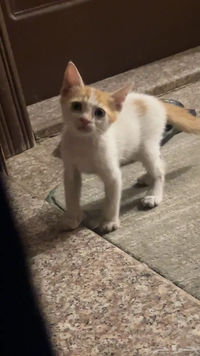 قطط كتين للتبني 1