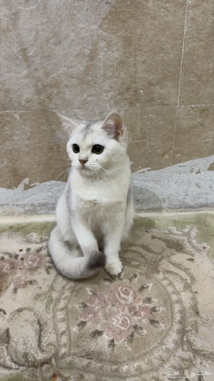 قطط سكوتش بيور اناث وذكور scothc قطه 0