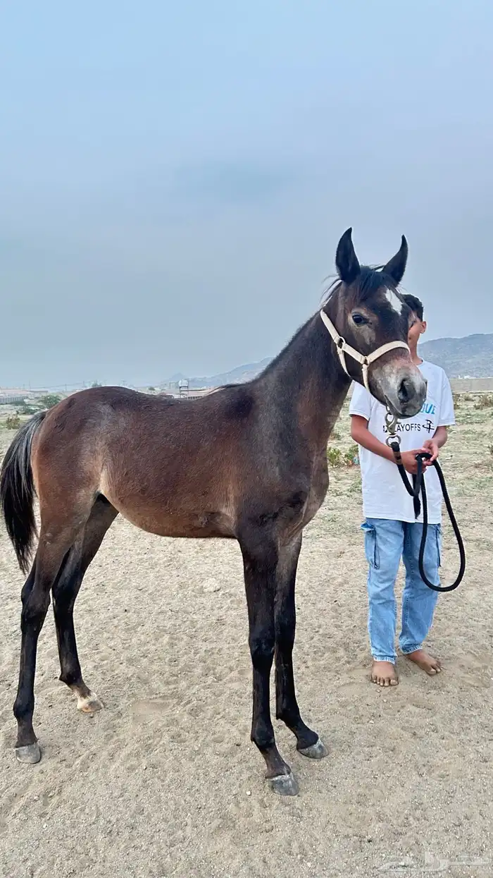 مهر ورق عمره سته شهور 0