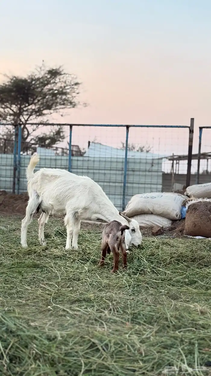 عنز خلفه معها تيس 4