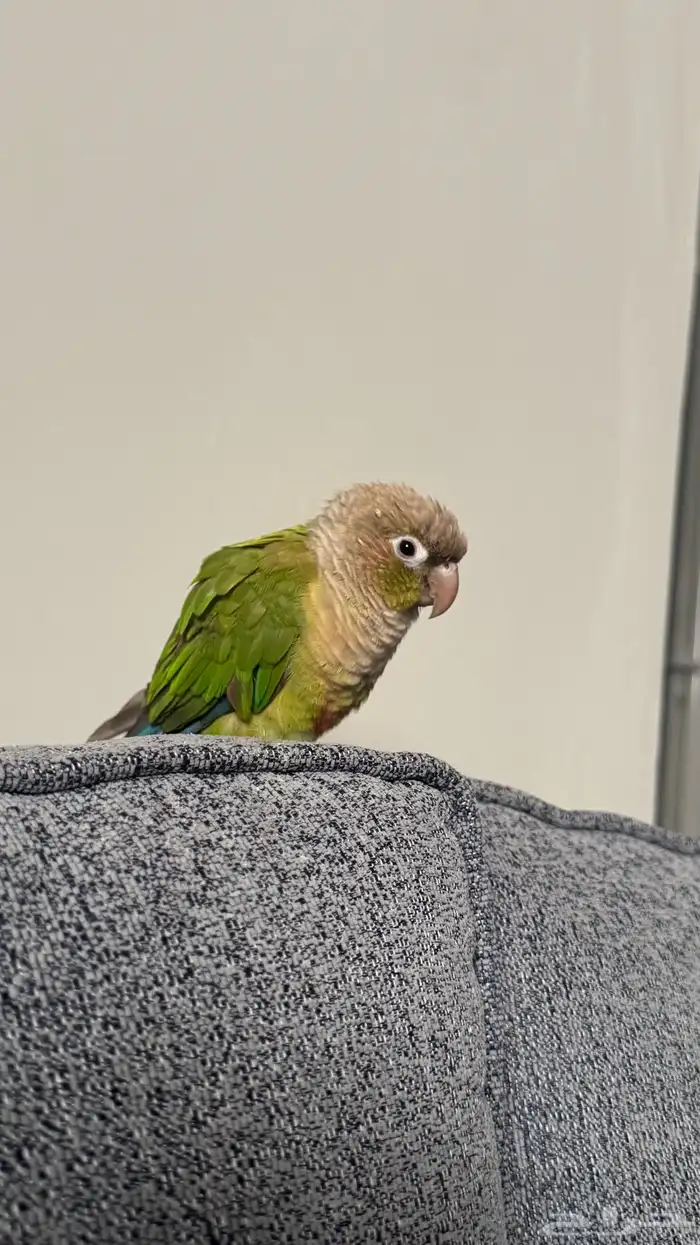 كنيور اليف و هدد 0