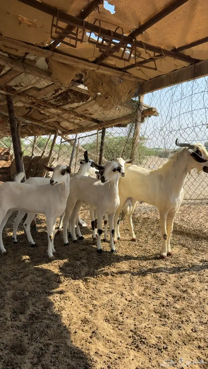 جفار كحل صنف العدد (5) جفار مع عدد (1) تيس فحل أكحل لتأسيس 1