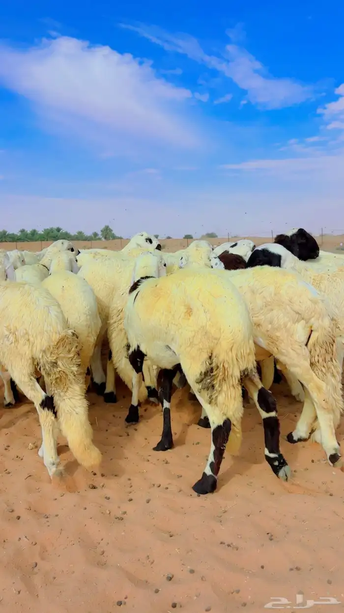 ذبايح سواكن مغلقه 2