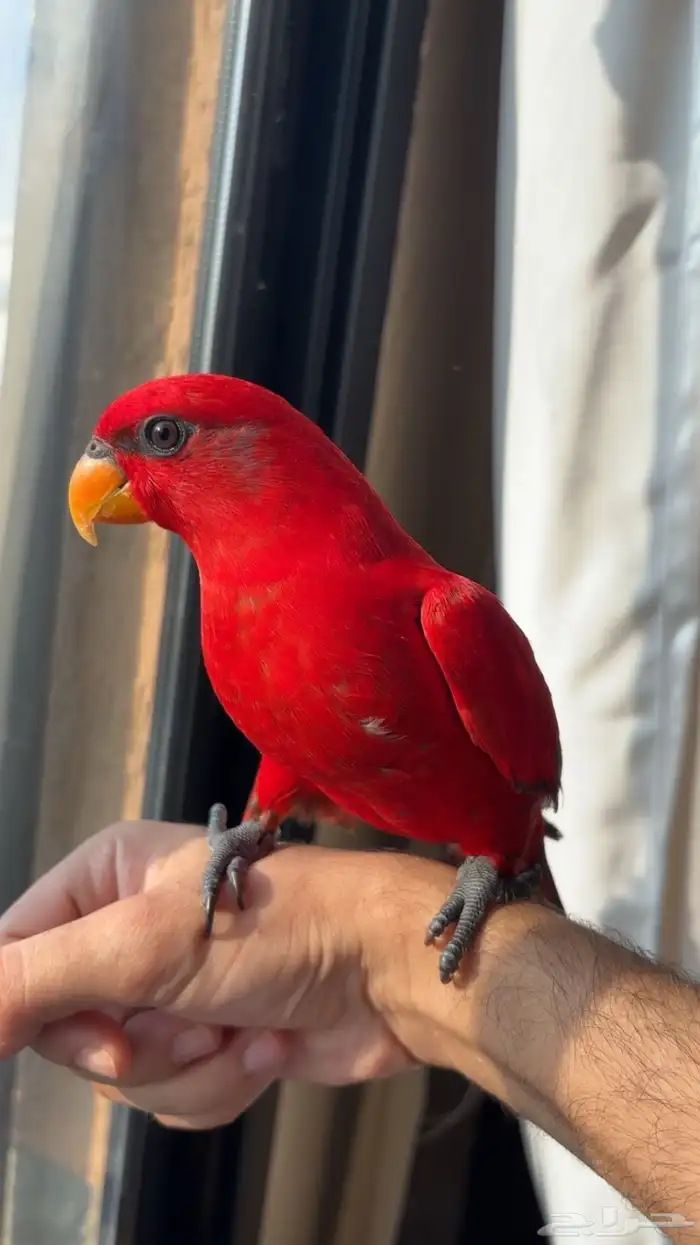 رد لوري للبيع 1