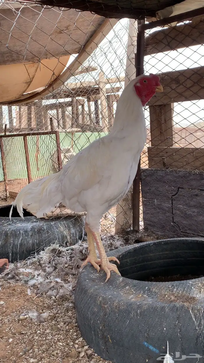 دجاجة عددهم اثنين باكستاني ديك 5