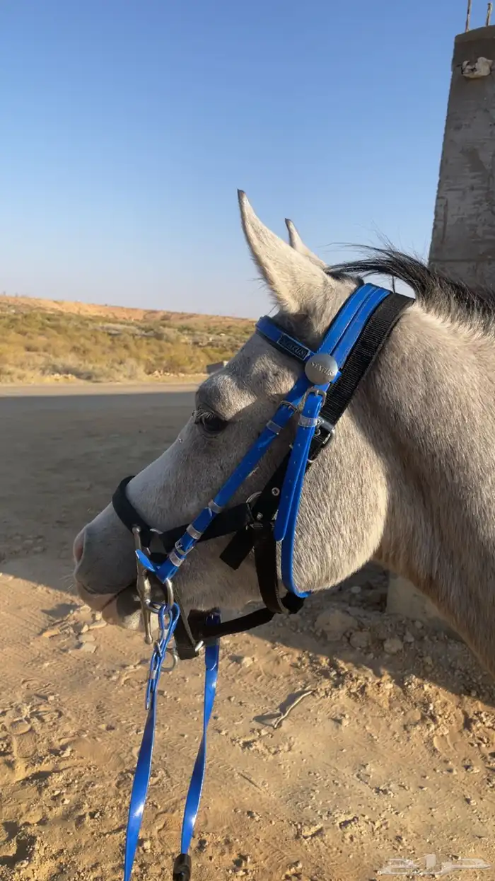 حصان مكس بدون أوراق للبيع وماشاءالله لعب وشوال وشخره خفيفه 6