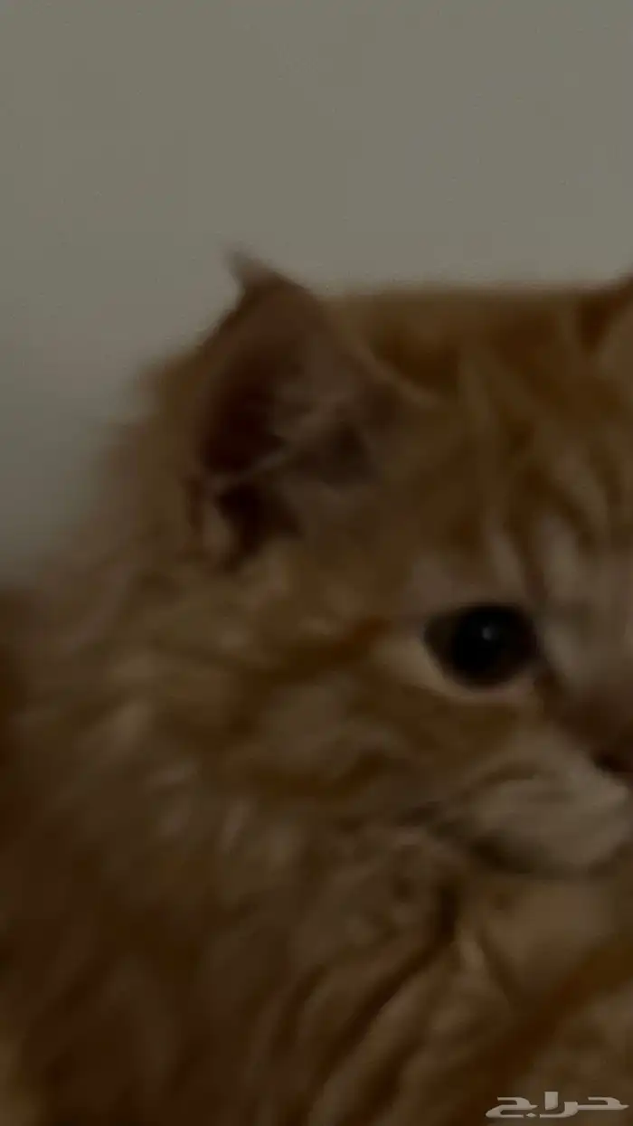 بسس شيرازي عمر الأنثى 4 شهور و الذكر 3 شهور ويحبون يلعبون 14