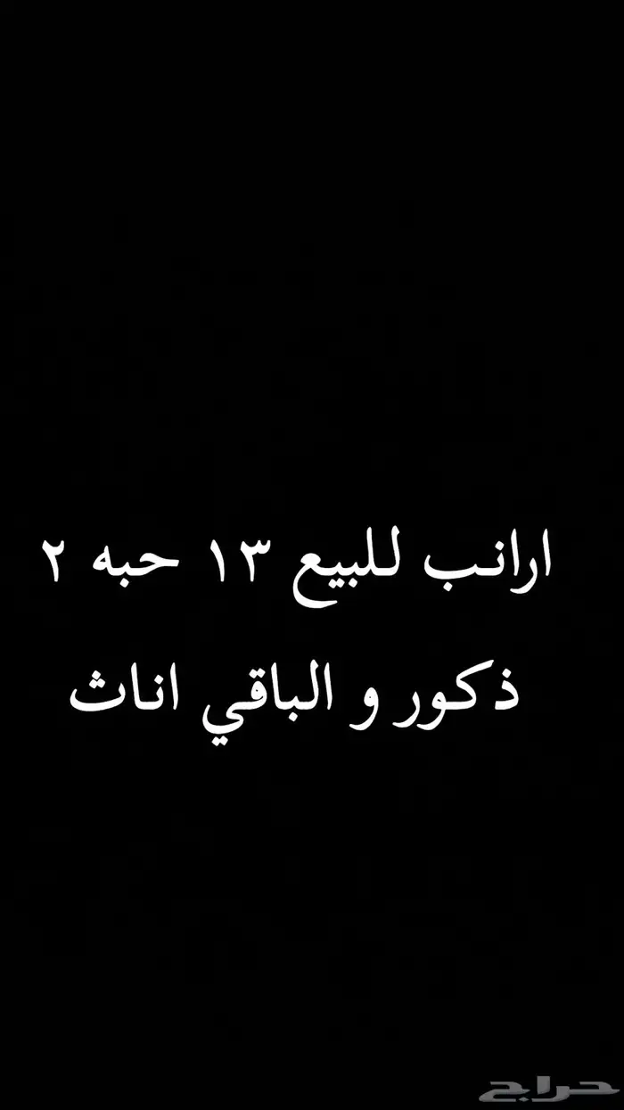 ارانب للبيع 0