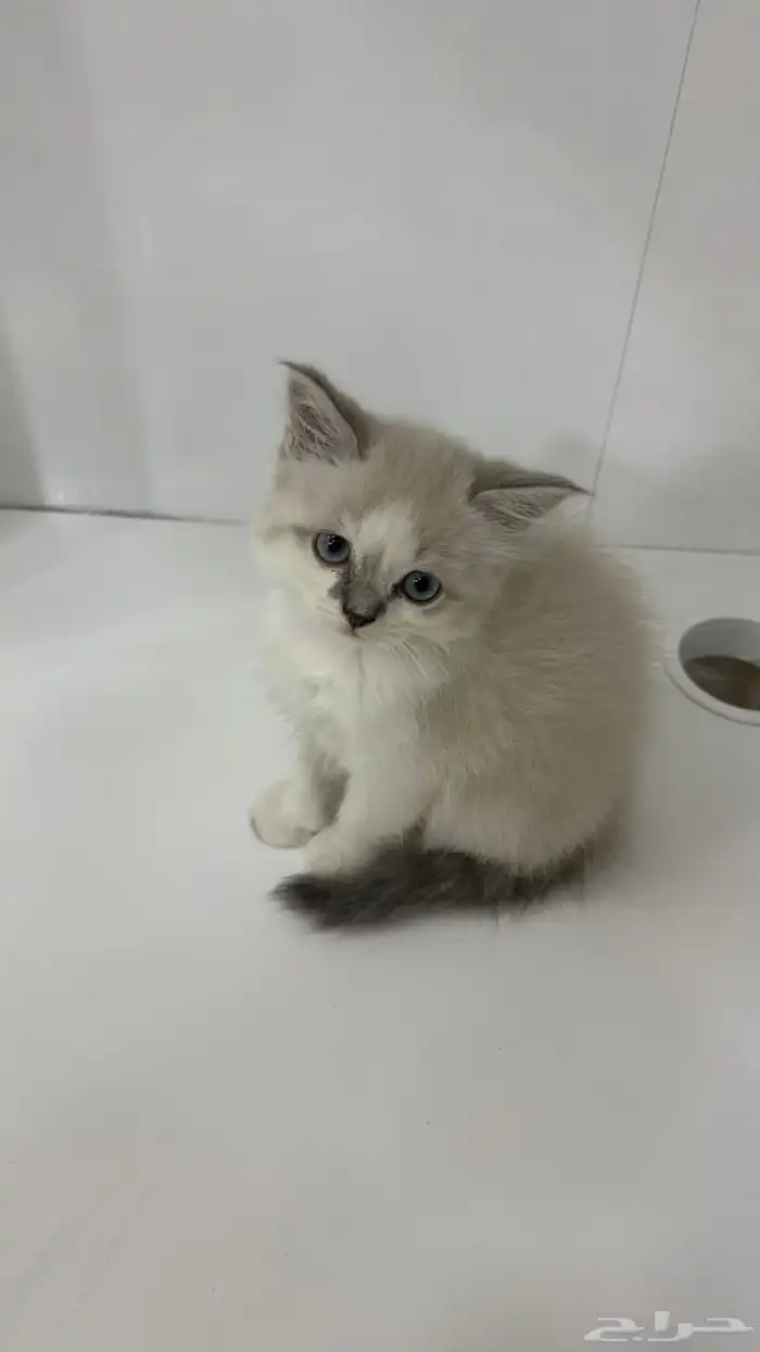 قطه صغيره للبيع 8