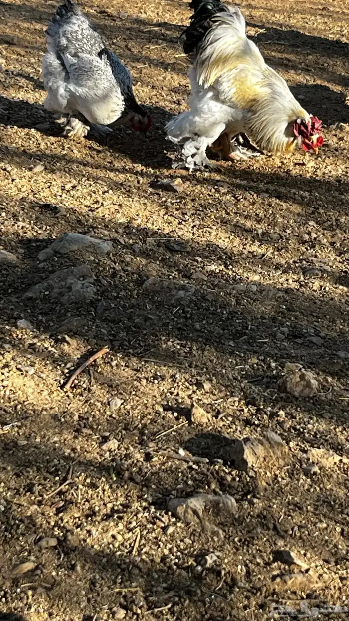 دجاج براهما كولمبي 7