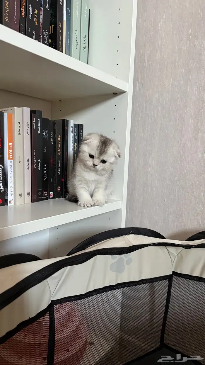 سكوتش فولد ذكر كيتن 1