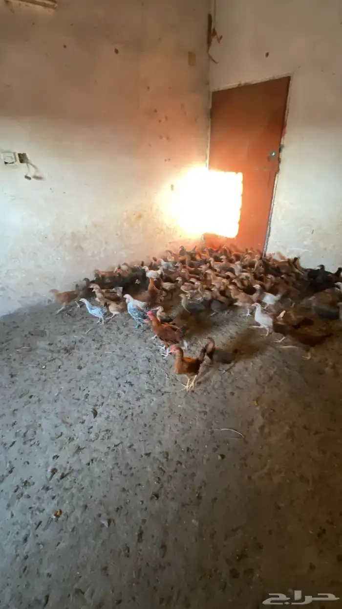 البيع دجاج بلدي شرط من المرض العدد135 دجاج 5