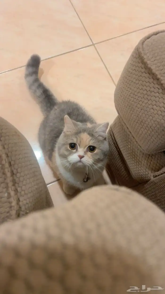 قطه للتبني 0