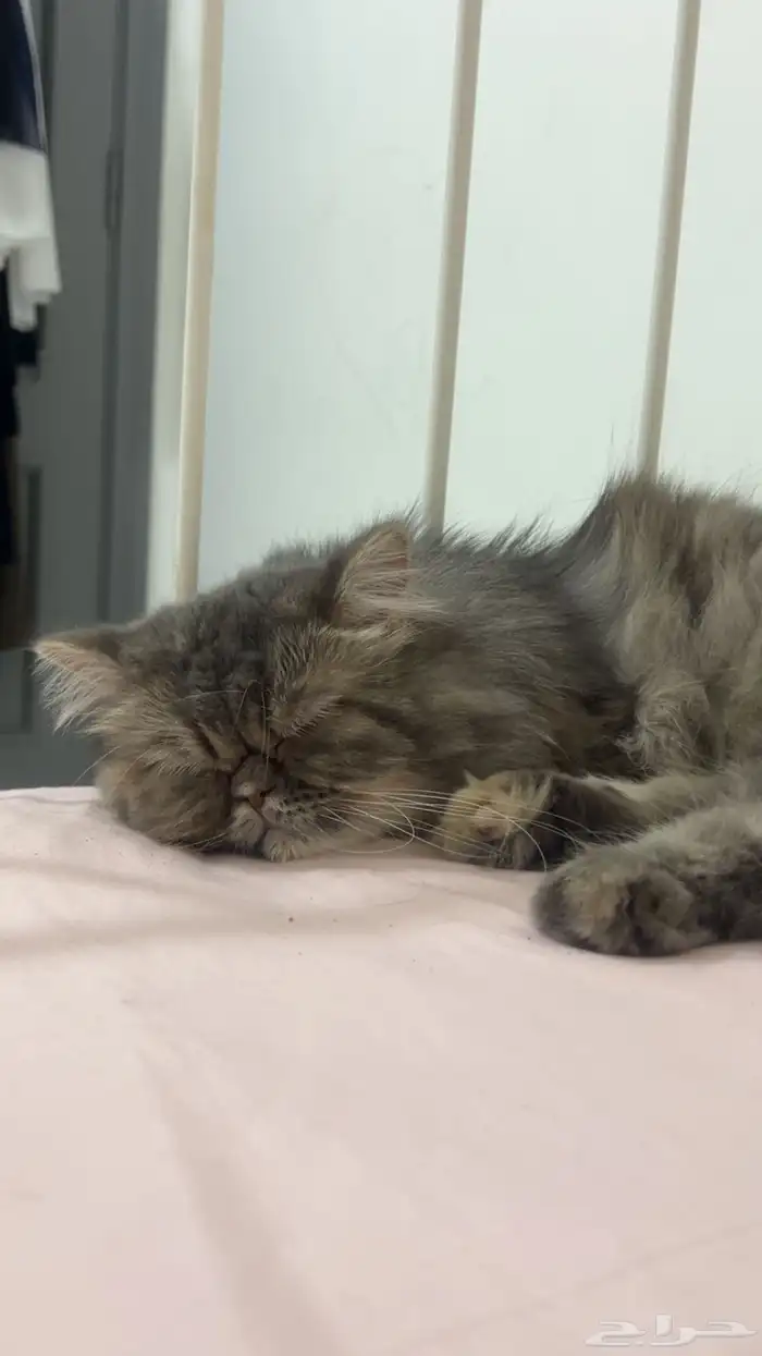 قطه هيملايا للبيع 1