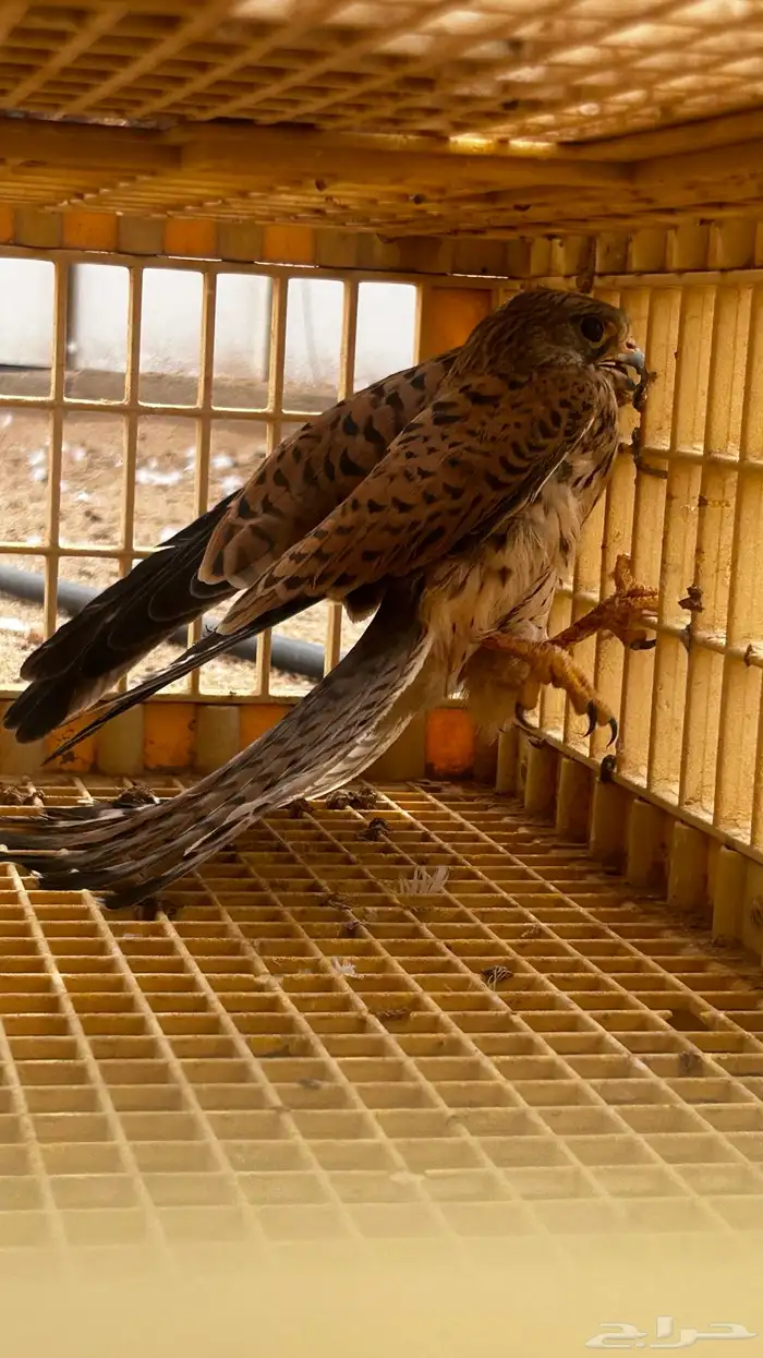 باشق للبيع 2