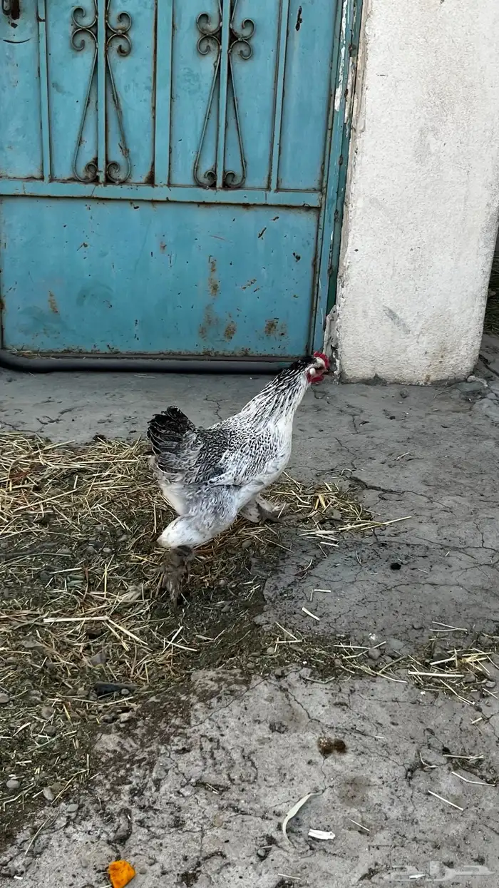 دجاج براهما كولمبي 5