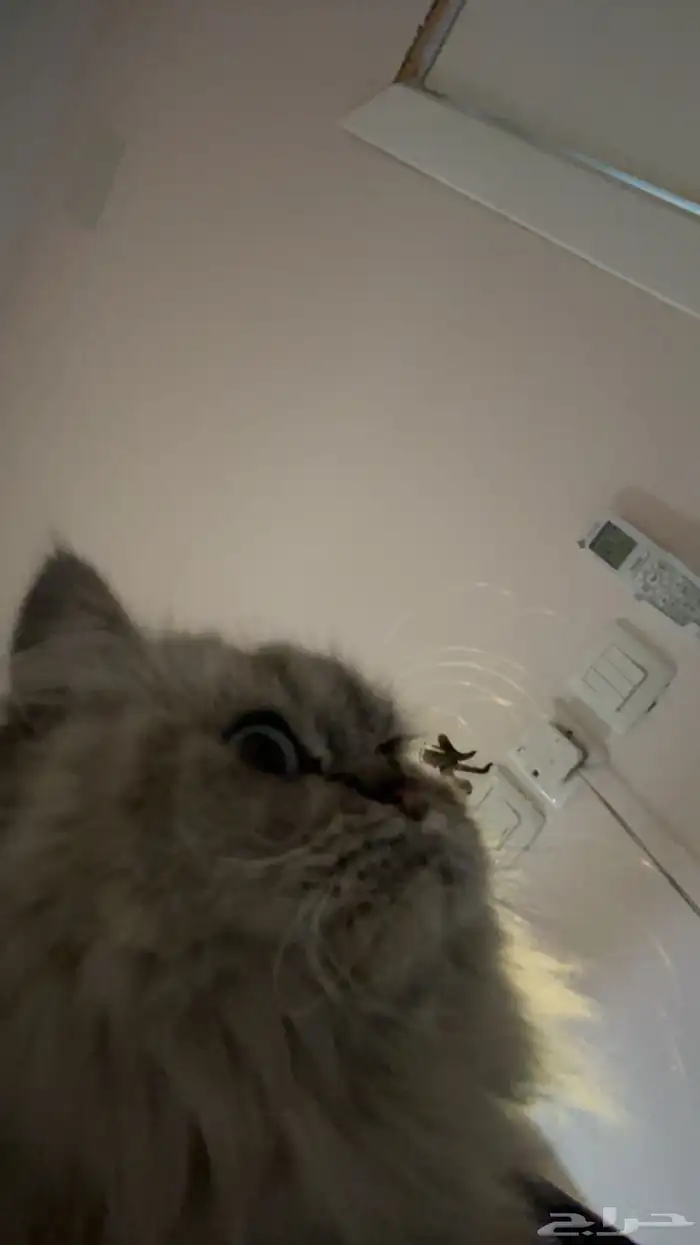 قطه للتبني 0