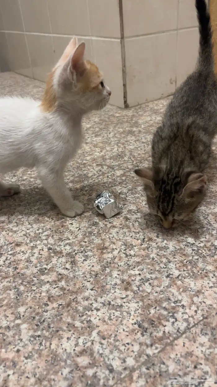 قطط كتين للتبني 3