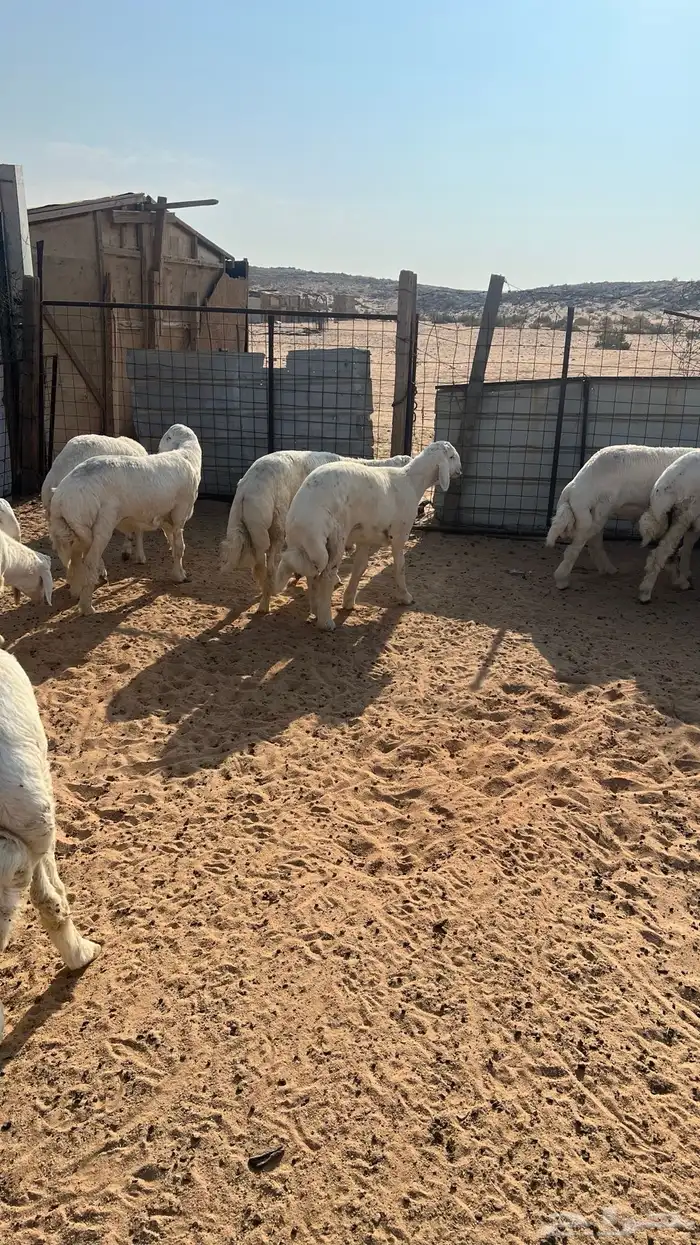 طليان حرية للذبح والتوصيل 0