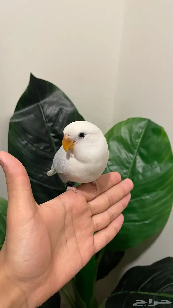 فرخ روز سماوي وابيض هدد نشبة ونهاية غر 4