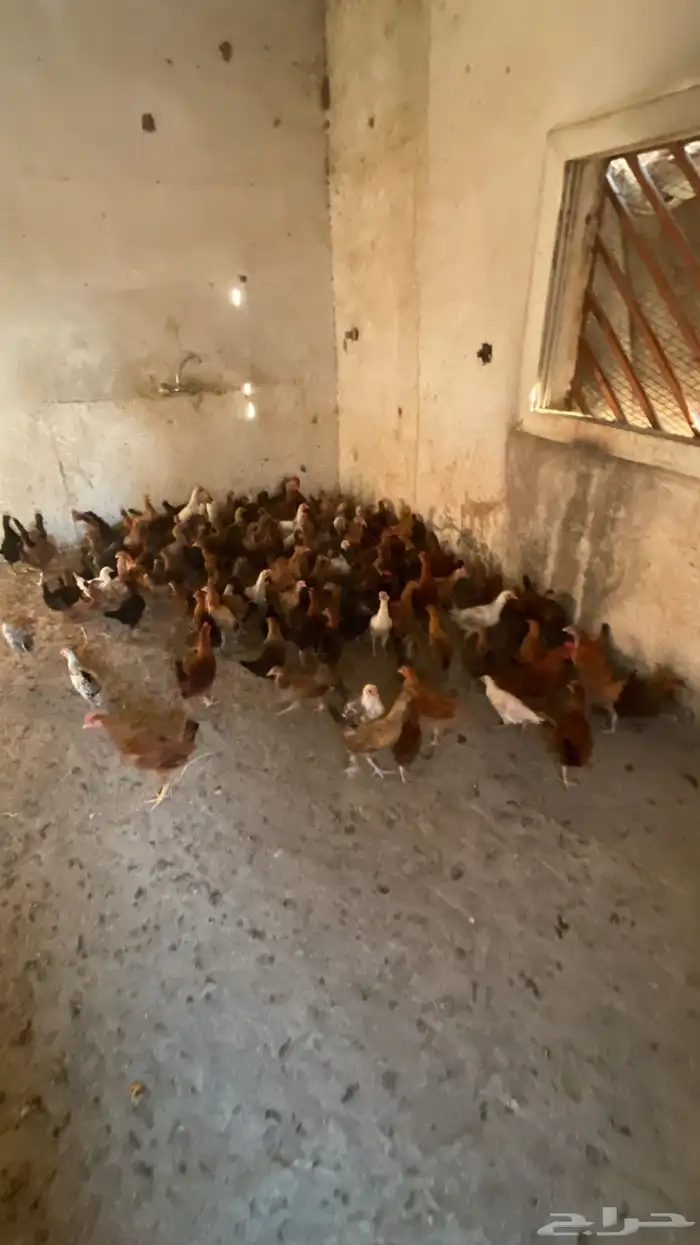 البيع دجاج بلدي شرط من المرض العدد135 دجاج 6