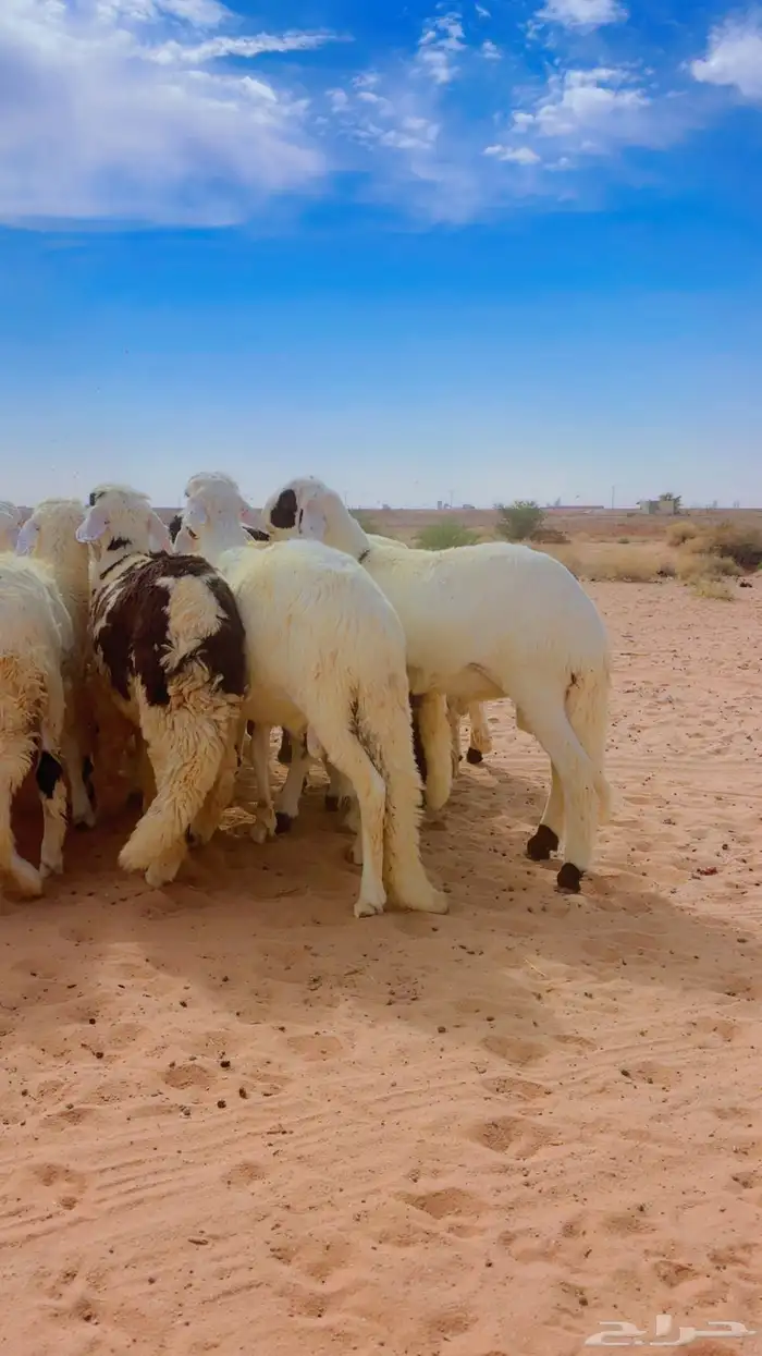 ذبايح سواكن مغلقه 8