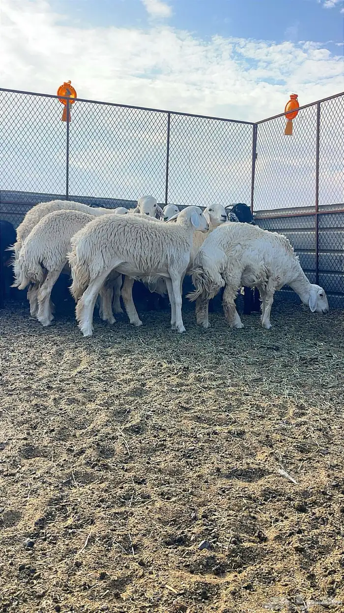 8رخال حرش جذاعات وثنوات 0