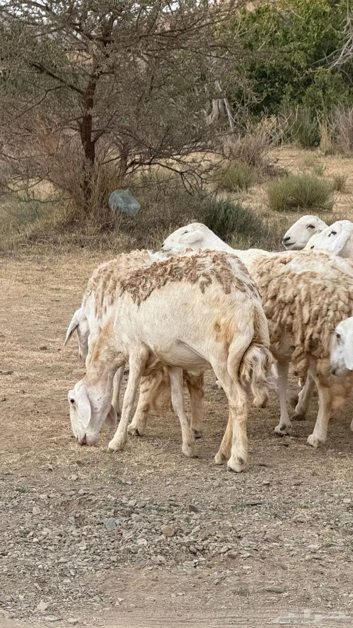 ضان مقاني حرش رقم 1 صنف وجروم ورعويه ومشروطه 8