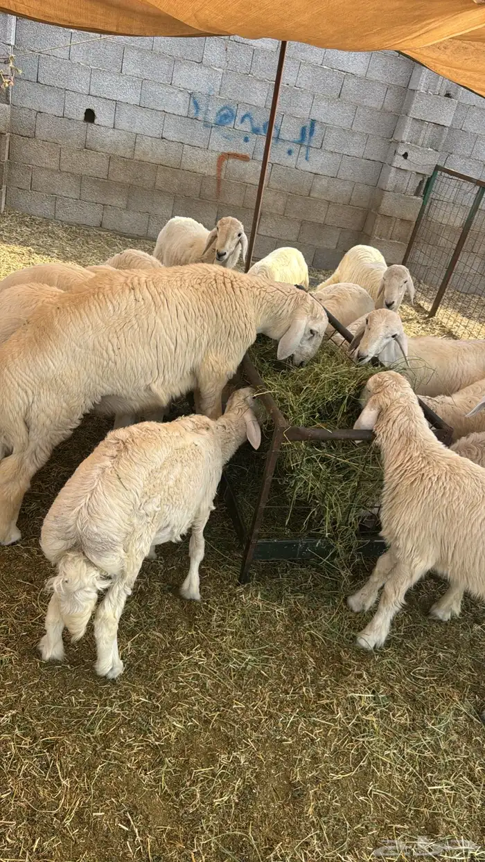 17 راس فيها رخله وحده بس اعمار 4-6 شهور 0