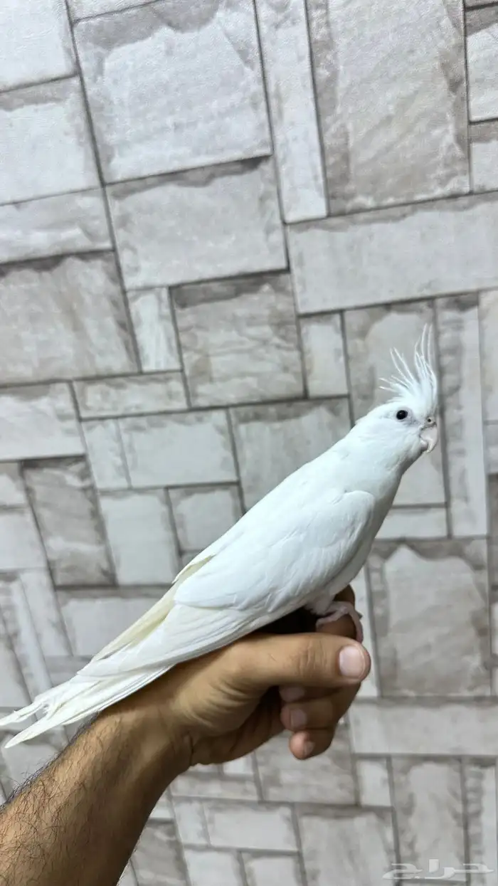 كروان البينو 1