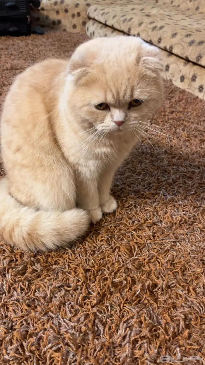 سكوتش ذكر للبيع 1