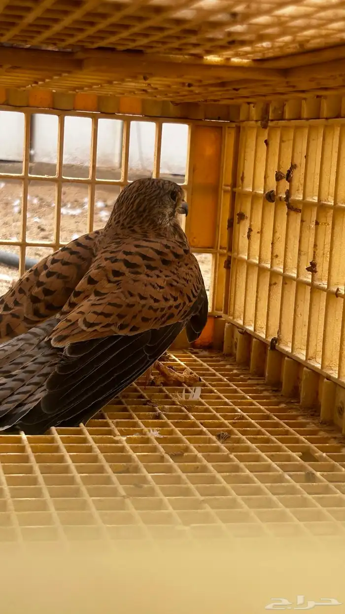 باشق للبيع 3