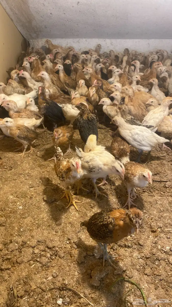 صوص دجاج عمره شهر العدد 113 جوز العدد الكلي226حبه 4