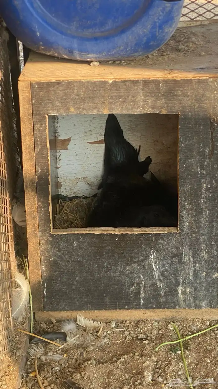 طقم دجاج تايلندي TOP مستوى عالي جدا ونادر 3