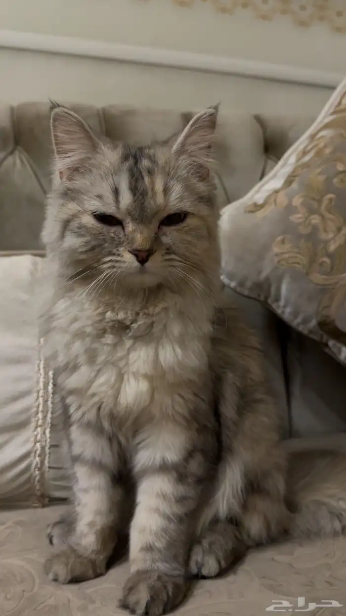 بسه ضايعه حي الملك فهد مخطط الصفوا 0