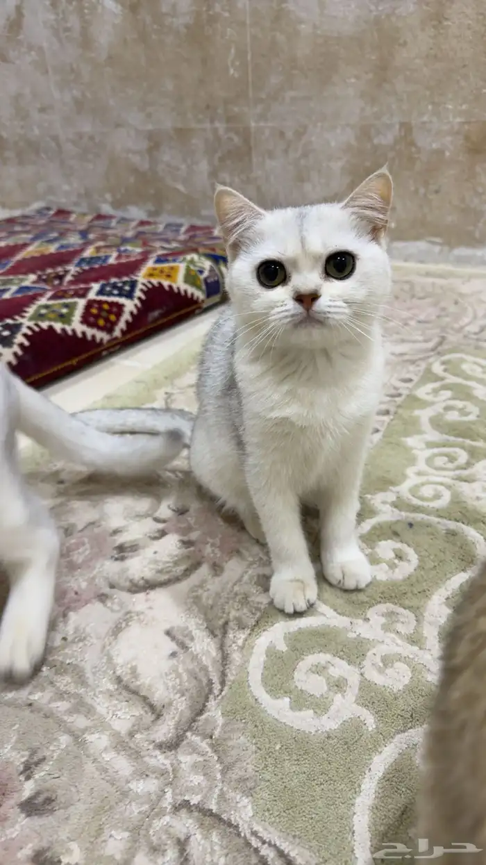 قطط سكوتش بيور اناث وذكور scothc قطه 3