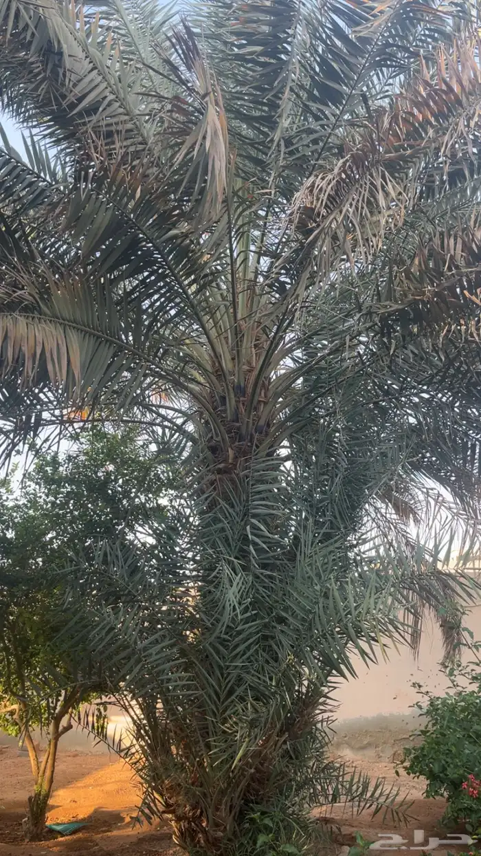 حيش نوع هلال 0