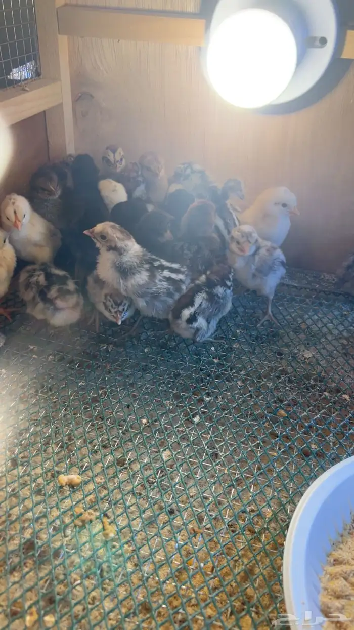 للبيع صيصان بلدي وفيوم 0