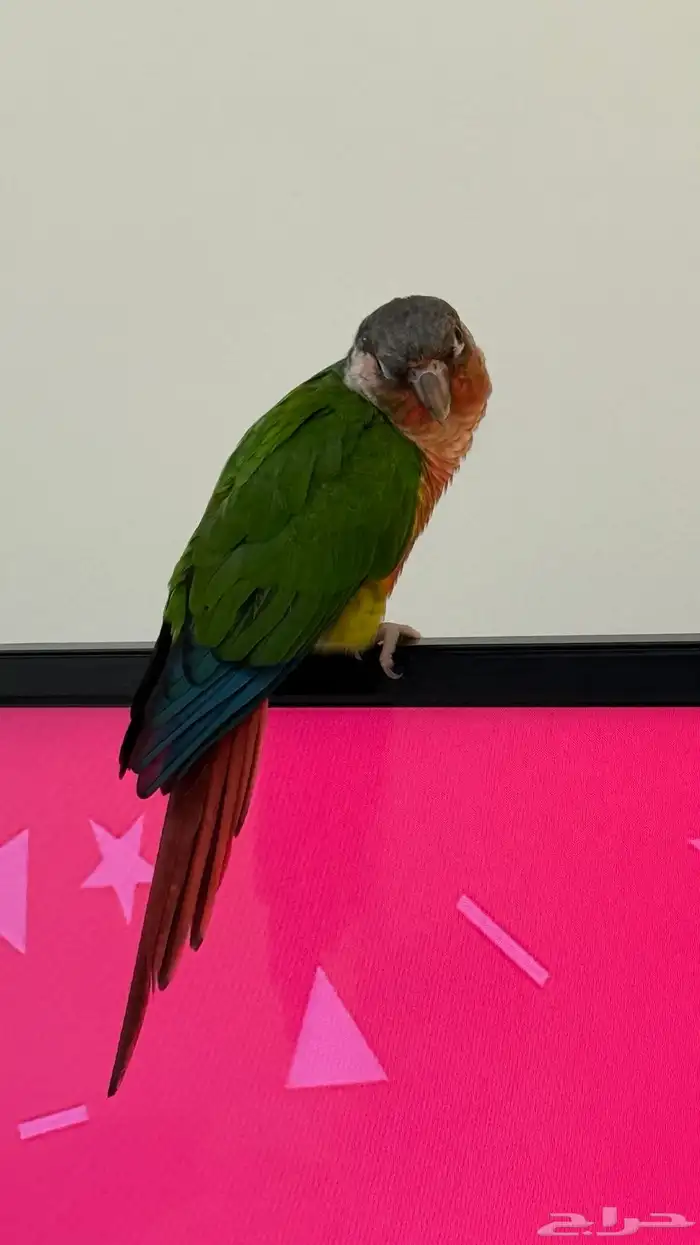 كونيوز اخضر 0