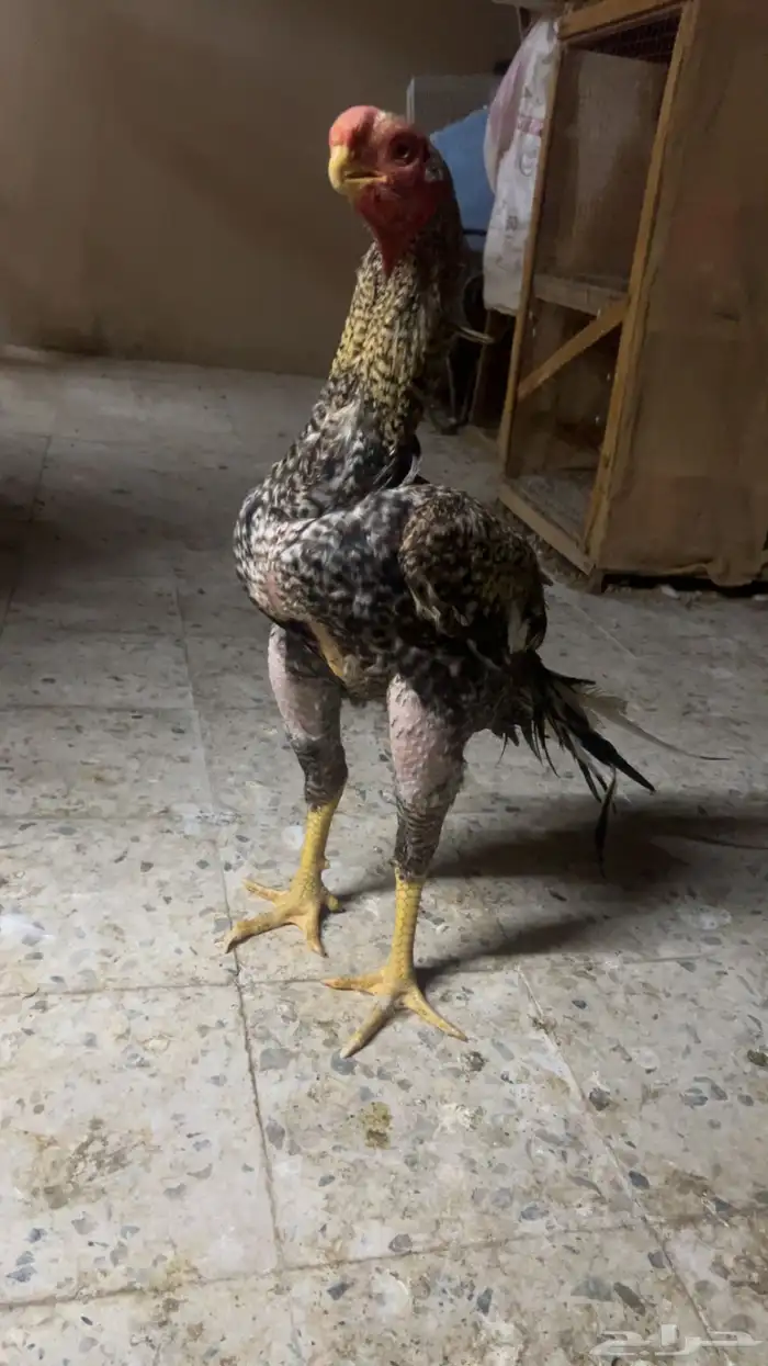 جوز اذناب الهند فاخر مستوى توب التوب ماشاء الله 1