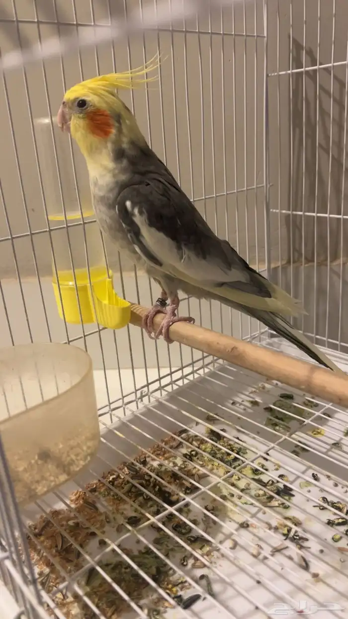 كروان ذكر للبيع بداية ولافة 2