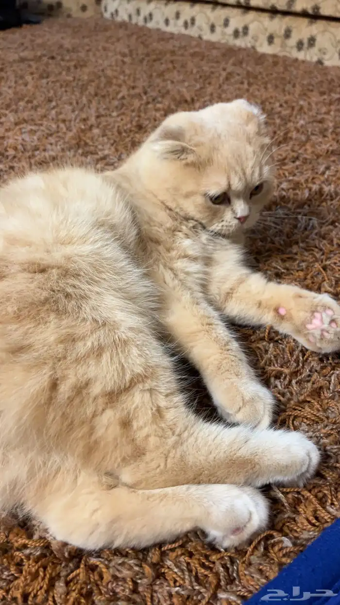 سكوتش ذكر للبيع 2