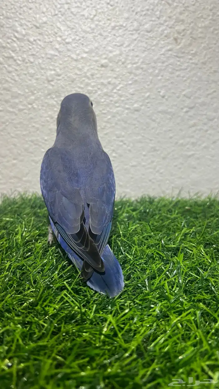 طير روز اليف هدد 0