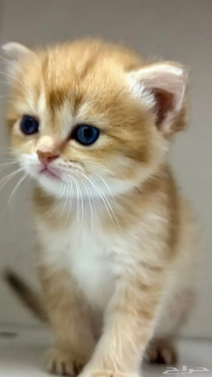 سكوتش فولد. 2